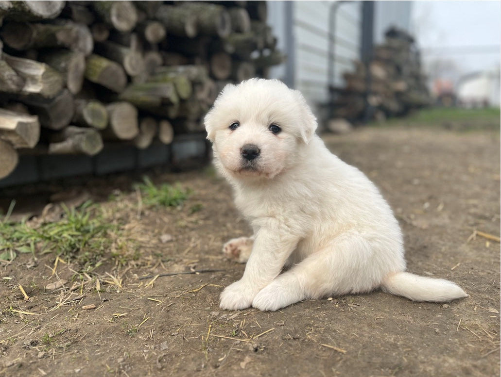 Maggie's Try Wagyu Box $100